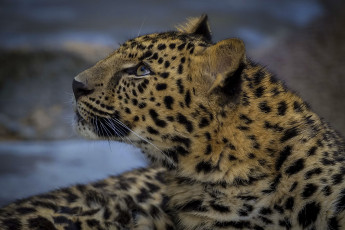 Картинка животные леопарды морда смотрит вверх леопард