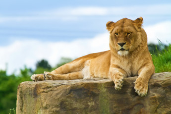 Картинка животные львы лев отдых на камне