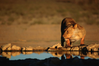 Картинка животные львы львица водопой