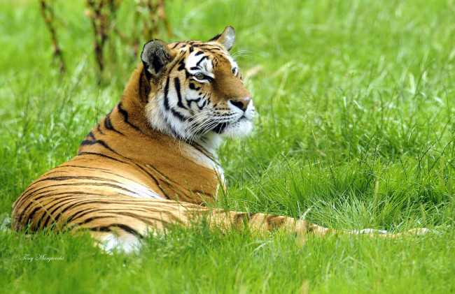 Обои картинки фото животные, тигры, трава, лежит, сибирский, тигр