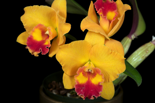 Обои картинки фото цветы, орхидеи, желтый, яркий, экзотика