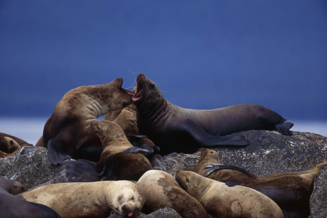 Обои картинки фото животные, тюлени, морские, львы, котики, лежбище, сивуч