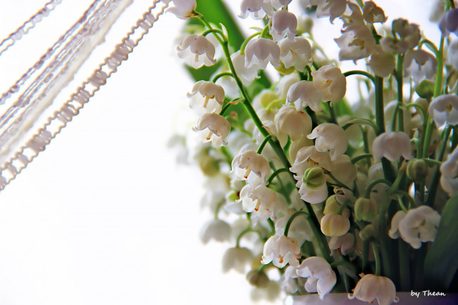 Обои картинки фото автор, thean, цветы, ландыши, белый, май