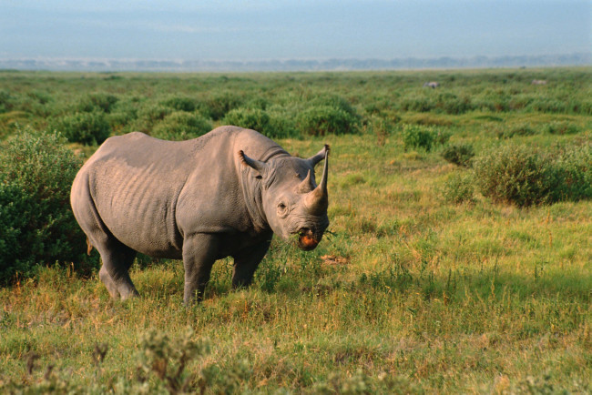 Обои картинки фото животные, носороги, двурогий, носорог, жует, траву