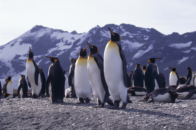 Обои картинки фото животные, пингвины, антаоктика, императорские