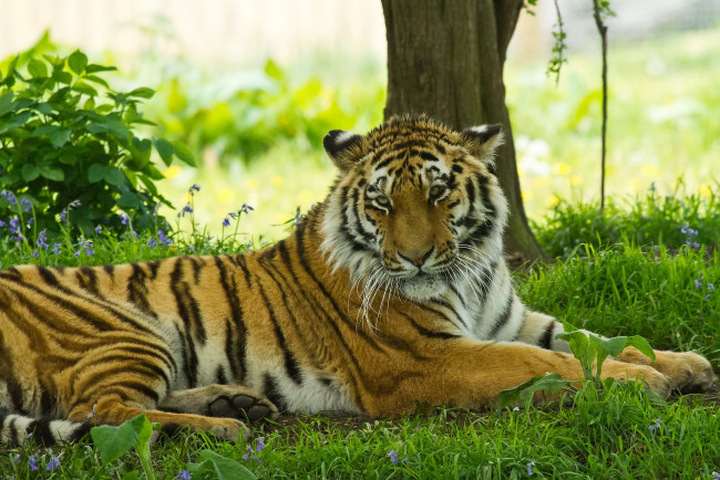 Обои картинки фото животные, тигры, трава, лежит, тигр, отдых