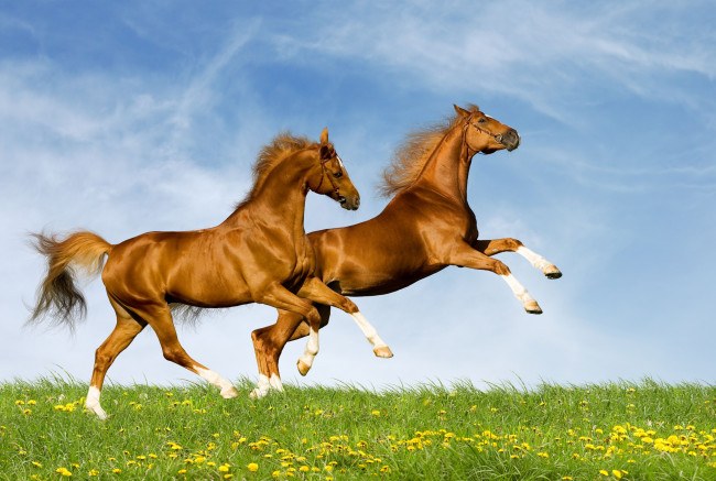 Обои картинки фото животные, лошади, луг, одуванчики