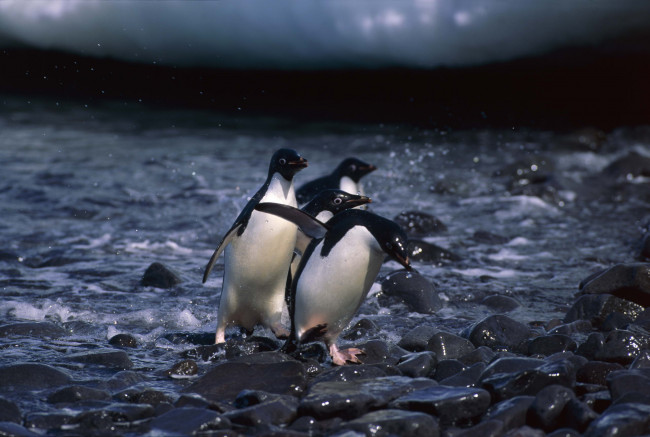 Обои картинки фото животные, пингвины, камни, берег, море