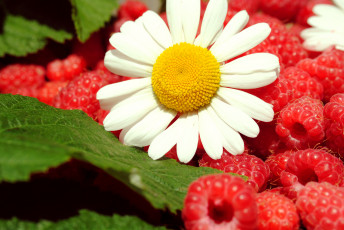Картинка еда малина ягоды цветы лето