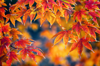 Картинка природа листья осень желтый