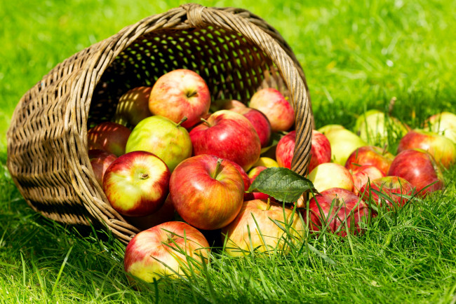 Обои картинки фото еда, Яблоки, корзина, яблоки, трава