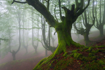 Картинка природа лес испания страна басков бискайя весна май деревья бук мох дымка