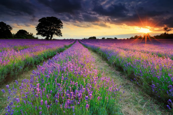Картинка природа восходы закаты великобритания лето вечер солнце лучи поле лаванда