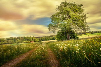 Картинка природа дороги поле трава цветы колея