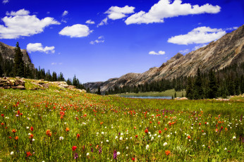 Картинка природа луга река лес горы трава цветы
