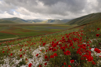 Картинка природа поля италия горы холмы поле луг цветы маки