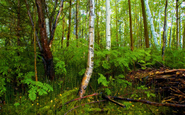 Картинка природа лес деревья ветки трава кусты зелень березы