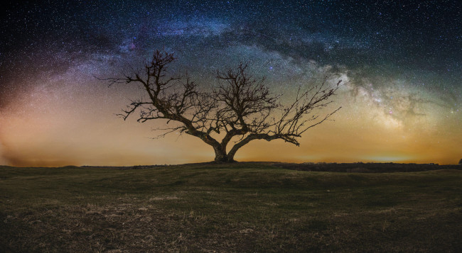 Обои картинки фото природа, деревья, дерево, млечный, путь, звезды, небо, ночь