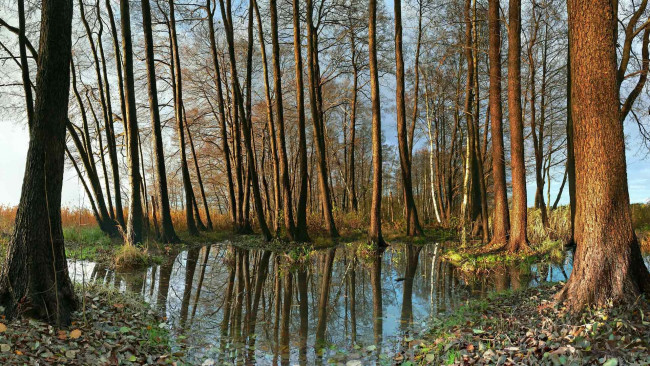 Обои картинки фото болото, природа, лес, весна, весенний, март