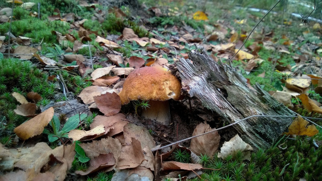 Обои картинки фото природа, грибы, боровик, осень, листья, лес