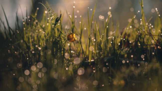 Обои картинки фото природа, макро, весна, утро, цветок, трава, роса, блики, боке