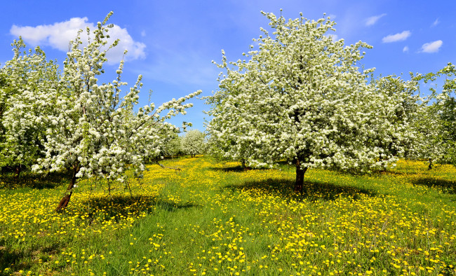 Обои картинки фото природа, деревья, весна, одуванчики