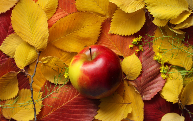 Обои картинки фото еда, Яблоки, осень, листья