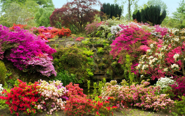 Обои картинки фото природа, парк, великобритания, bodnant, gardens, wales, сад, кусты, цветы, азалия, камни, мох, деревья