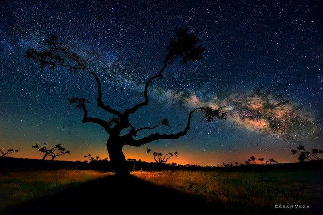 Обои картинки фото природа, деревья, саванна, ночь, небо, звезды, млечный, путь