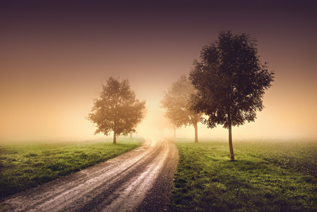 Обои картинки фото природа, дороги, утро, туман, дымка, деревья, дорога