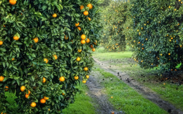 Картинка природа плоды апельсины