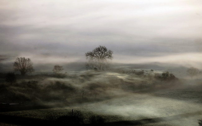 Обои картинки фото природа, поля, деревья, утро, туман