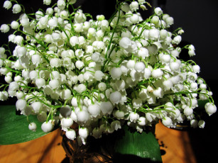 Картинка цветы ландыши майский