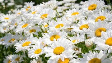 Картинка цветы ромашки белые сад