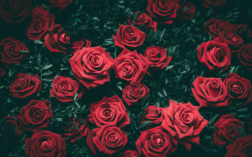 Картинка цветы розы много красный