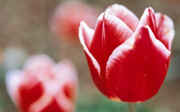 Картинка цветы тюльпаны красные кайма