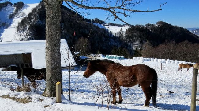 Обои картинки фото животные, лошади, снег