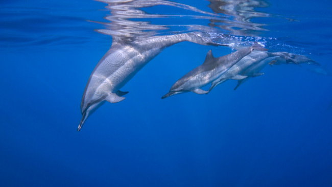 Обои картинки фото животные, дельфины, океан, дельфин