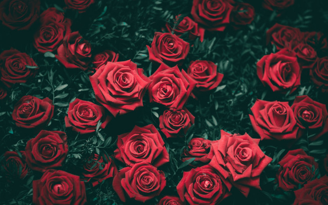 Обои картинки фото цветы, розы, много, красный