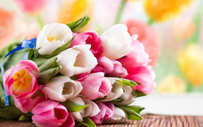 Обои картинки фото цветы, тюльпаны, белые, розовые, букет
