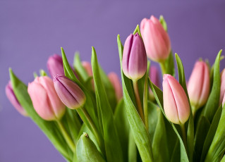 Картинка цветы тюльпаны flowers букет leaves tulips bloom blossom plant flora nature