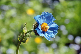 Картинка цветы маки голубой мак лето меконопсис