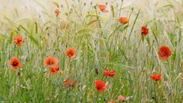 Картинка цветы маки пшеничное поле франция