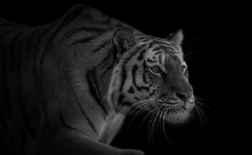 Картинка животные тигры тигр красавец крадется хищник
