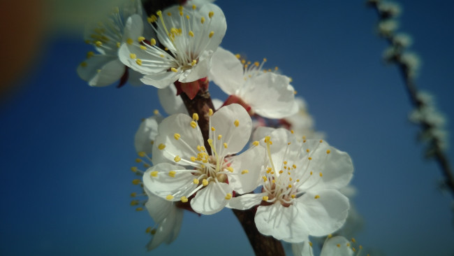 Обои картинки фото цветы, цветущие деревья ,  кустарники, весна, 2018