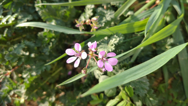Обои картинки фото цветы, луговые , полевые,  цветы, весна, 2018