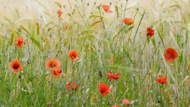 Обои картинки фото цветы, маки, пшеничное, поле, франция