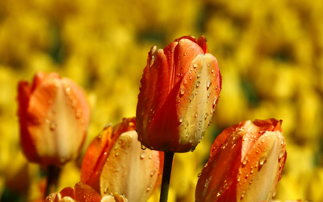 Обои картинки фото цветы, тюльпаны, бутоны, капли, много, желтые, оранжевые, фон, яркие, клумба, огненные, сад, поле