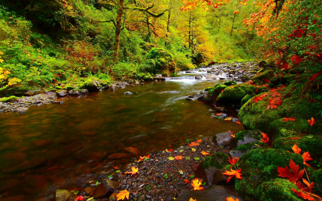 Обои картинки фото природа, реки, озера, осень, мох, камни, листья, река, деревья, лес