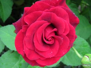 Картинка цветы розы бутон капли макро